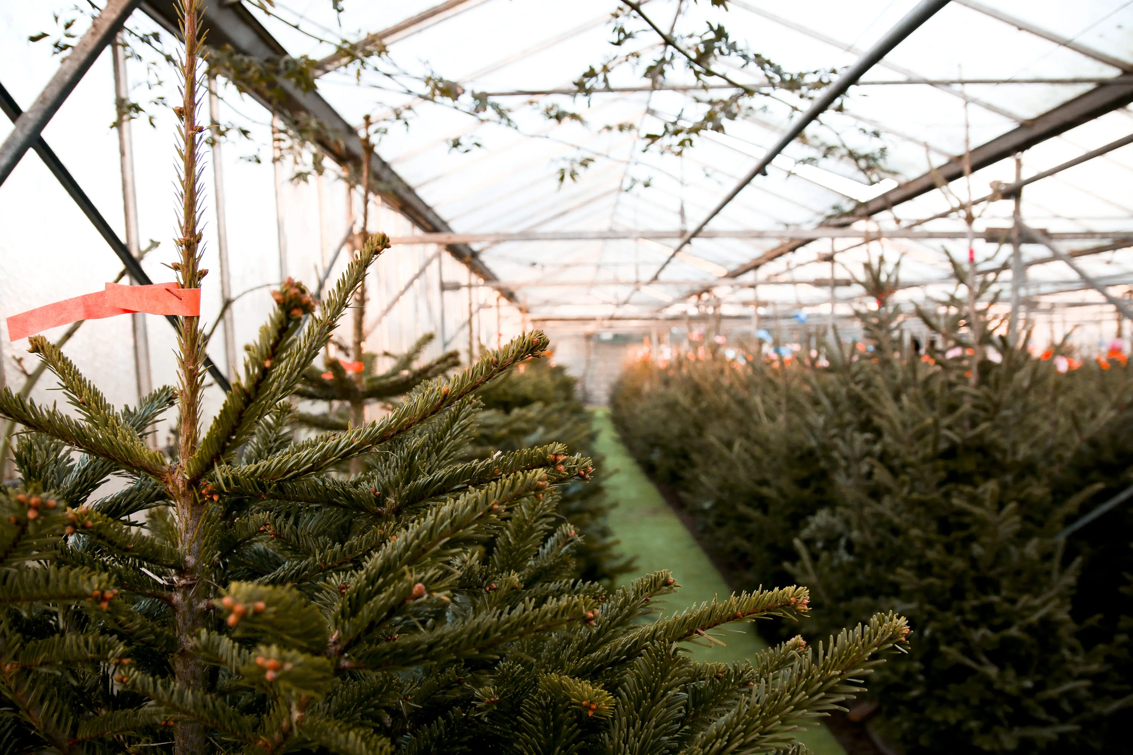 Verse kerstbomen bij Kerstbomen Vertommen